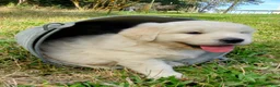 Golden Retriever dogs for sale: Ingalls - Ad 3