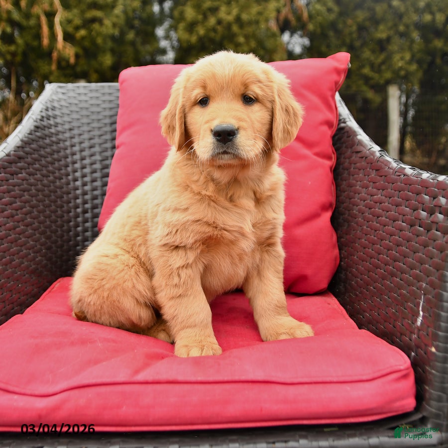 Golden Retriever dogs for sale: Harmony - Ad 3