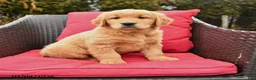 Golden Retriever dogs for sale: Harmony - Ad 1