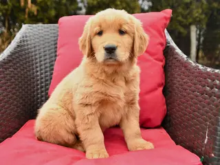 Golden Retriever dogs for sale: Harmony - Ad 3