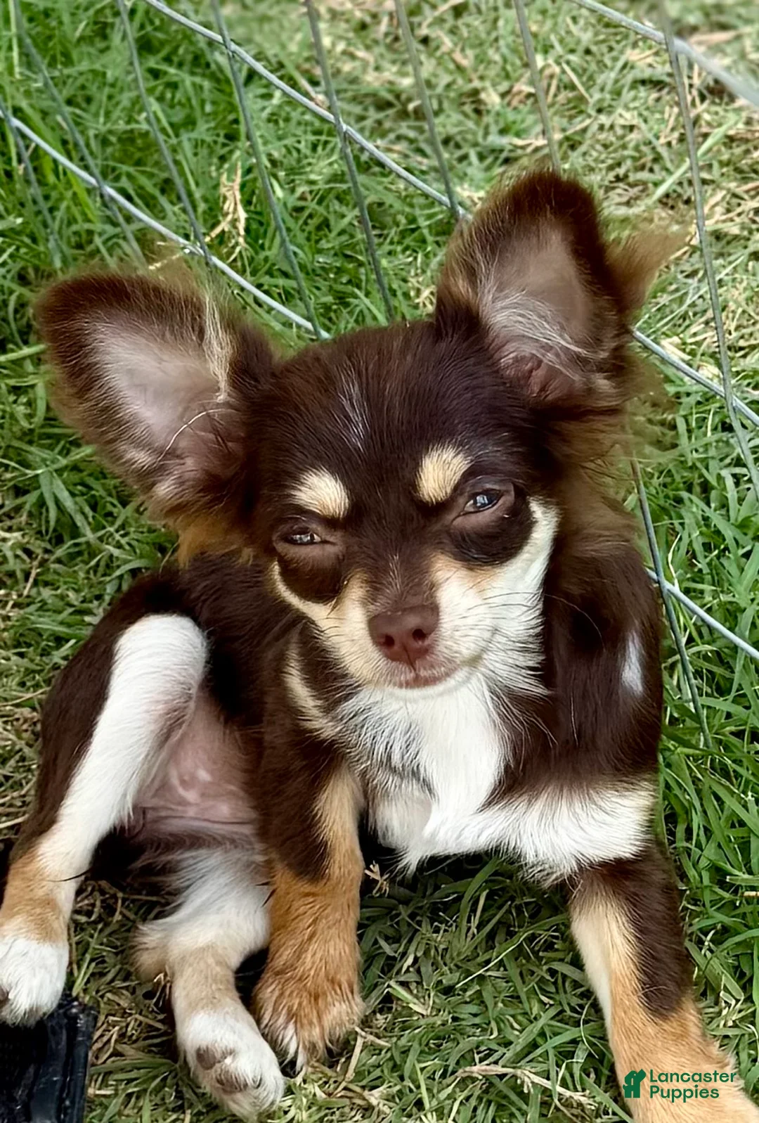 Chihuahua dogs for sale: Violet  - Ad 1