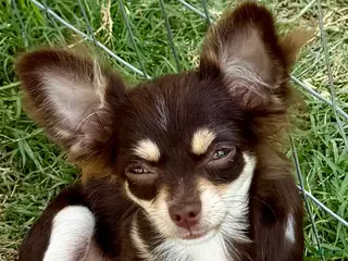 Chihuahua dogs Violet - Ad 6