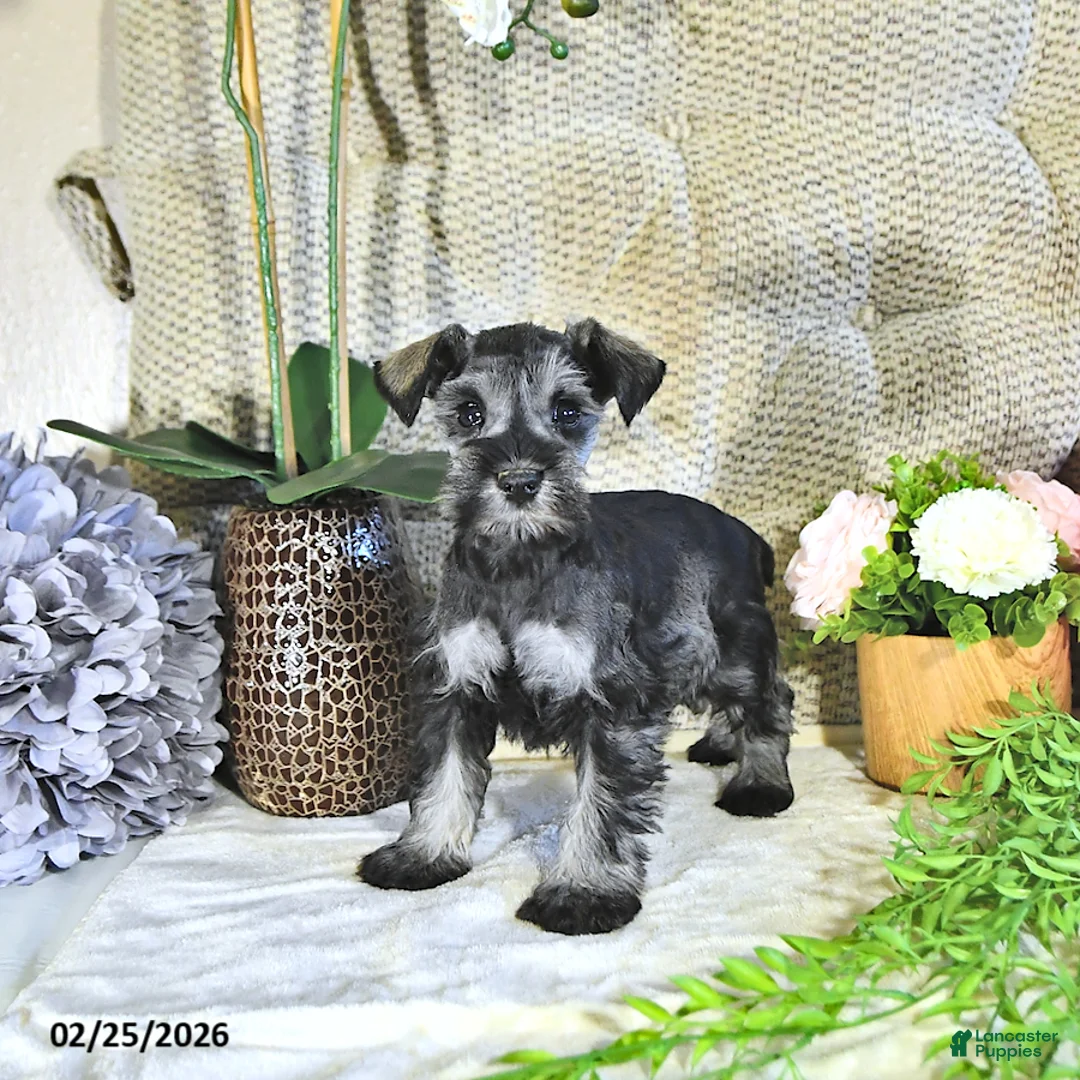 Miniature Schnauzer dogs for sale: Kyla - Ad 3