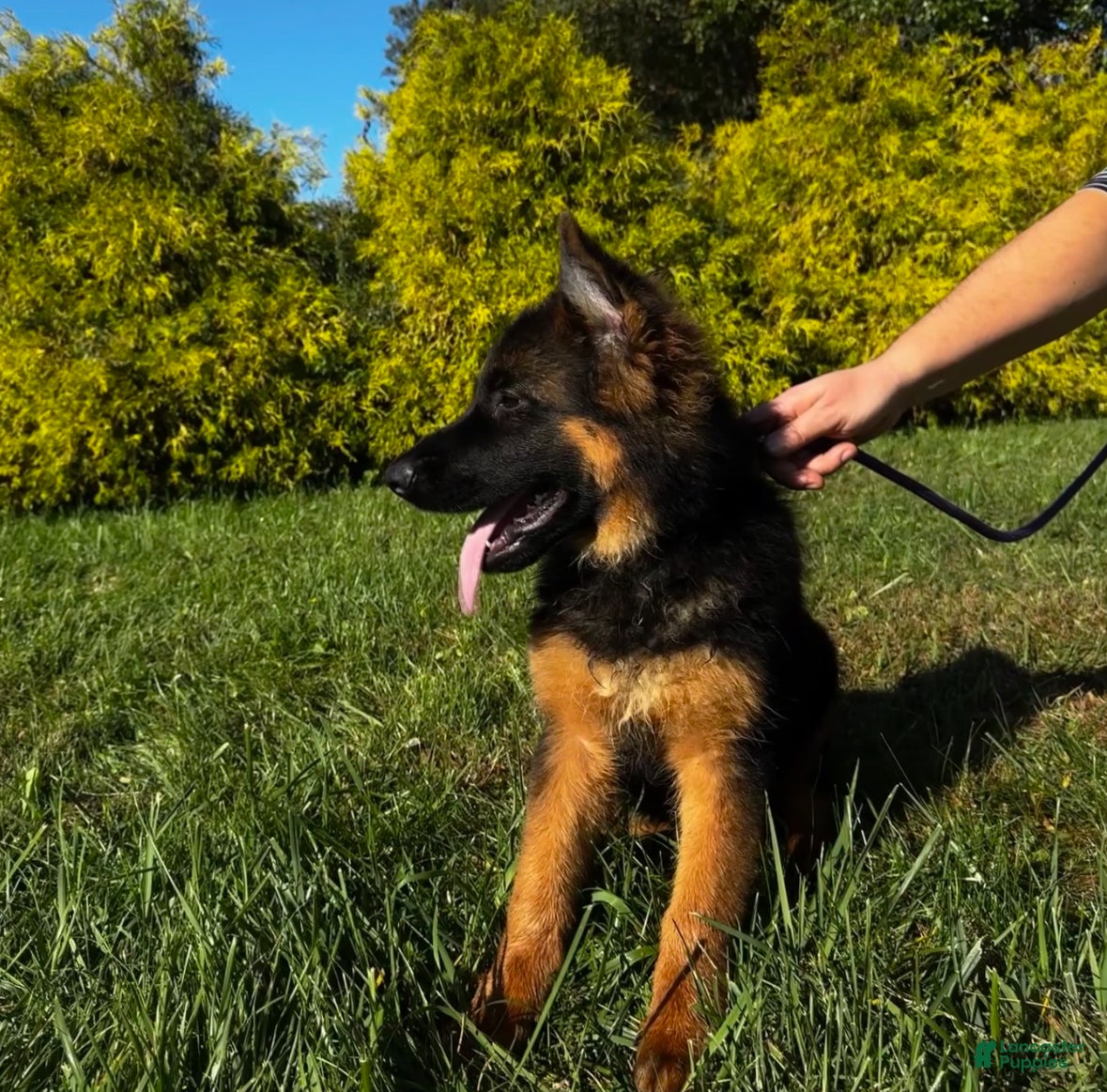 German Shepherd dogs for sale: Purple  - Ad 2