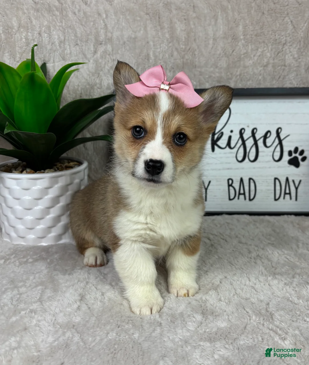 Welsh Corgi Pembroke dogs for sale: Phoebe  - Ad 2