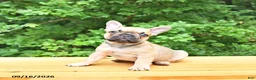 French Bulldog dogs for sale: Bella   - Ad 4