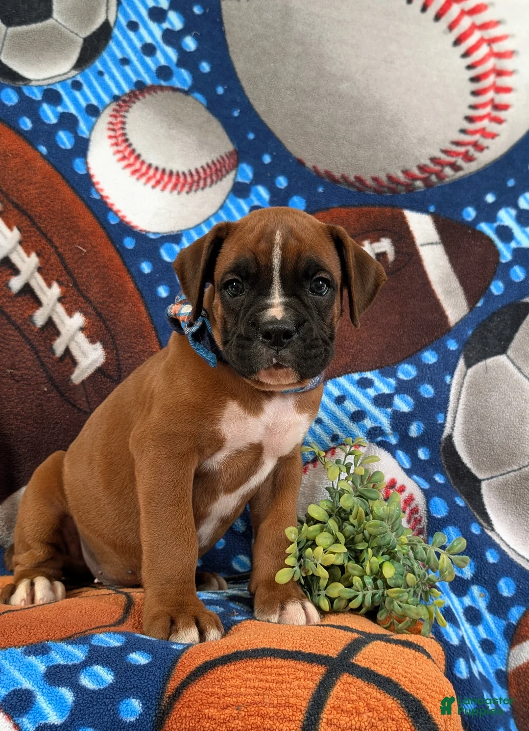 Boxer dogs for sale: Ozzie - Ad 2