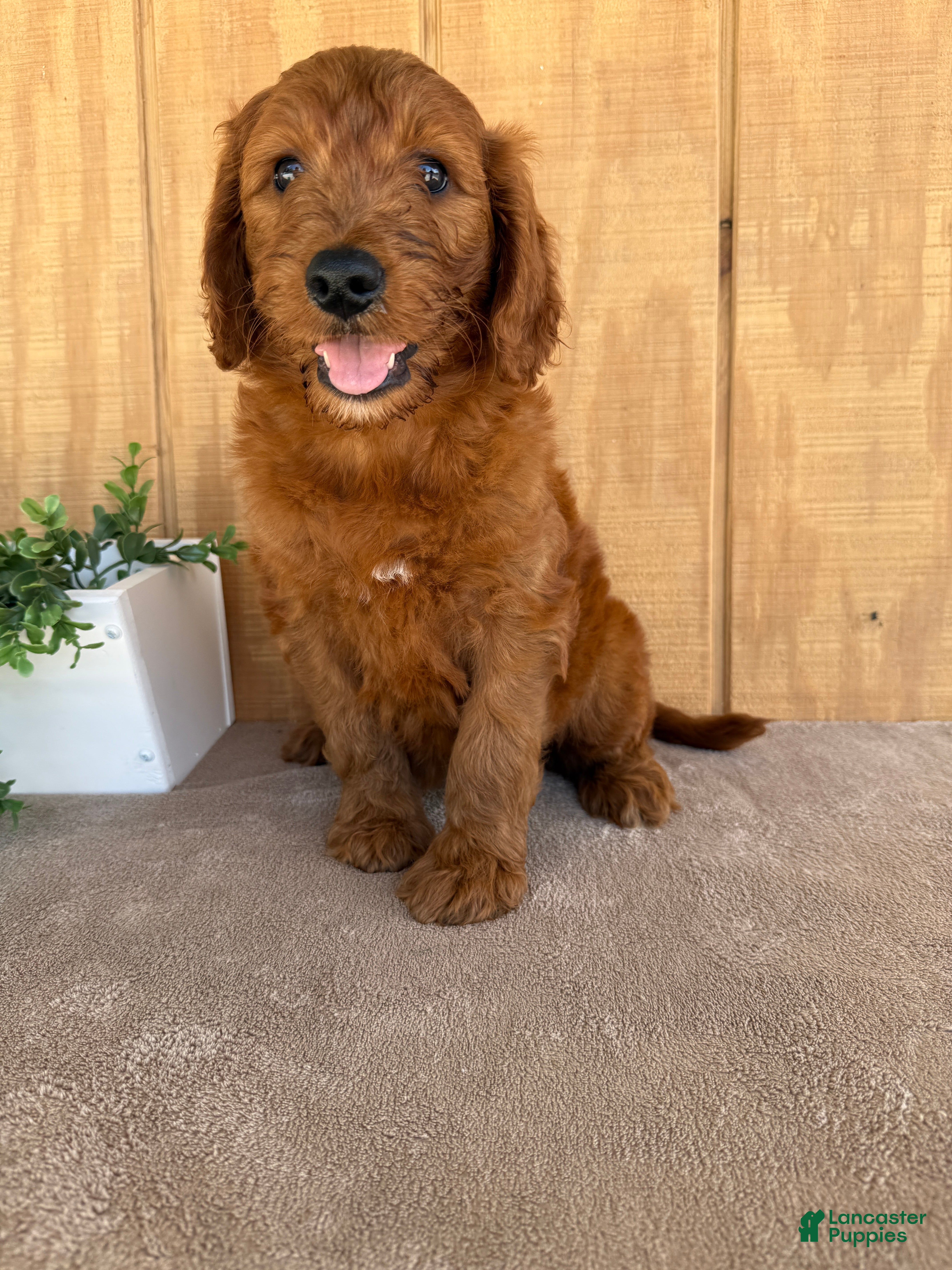 Goldendoodle dogs Goldie - Ad 1