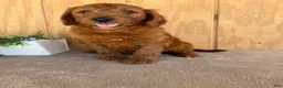 Goldendoodle dogs for sale: Goldie - Ad 1