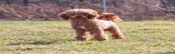 Mini Goldendoodle dogs for sale: Finn - Ad 7