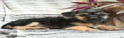 Mixed Breed dogs for sale: Maverick - Ad 3