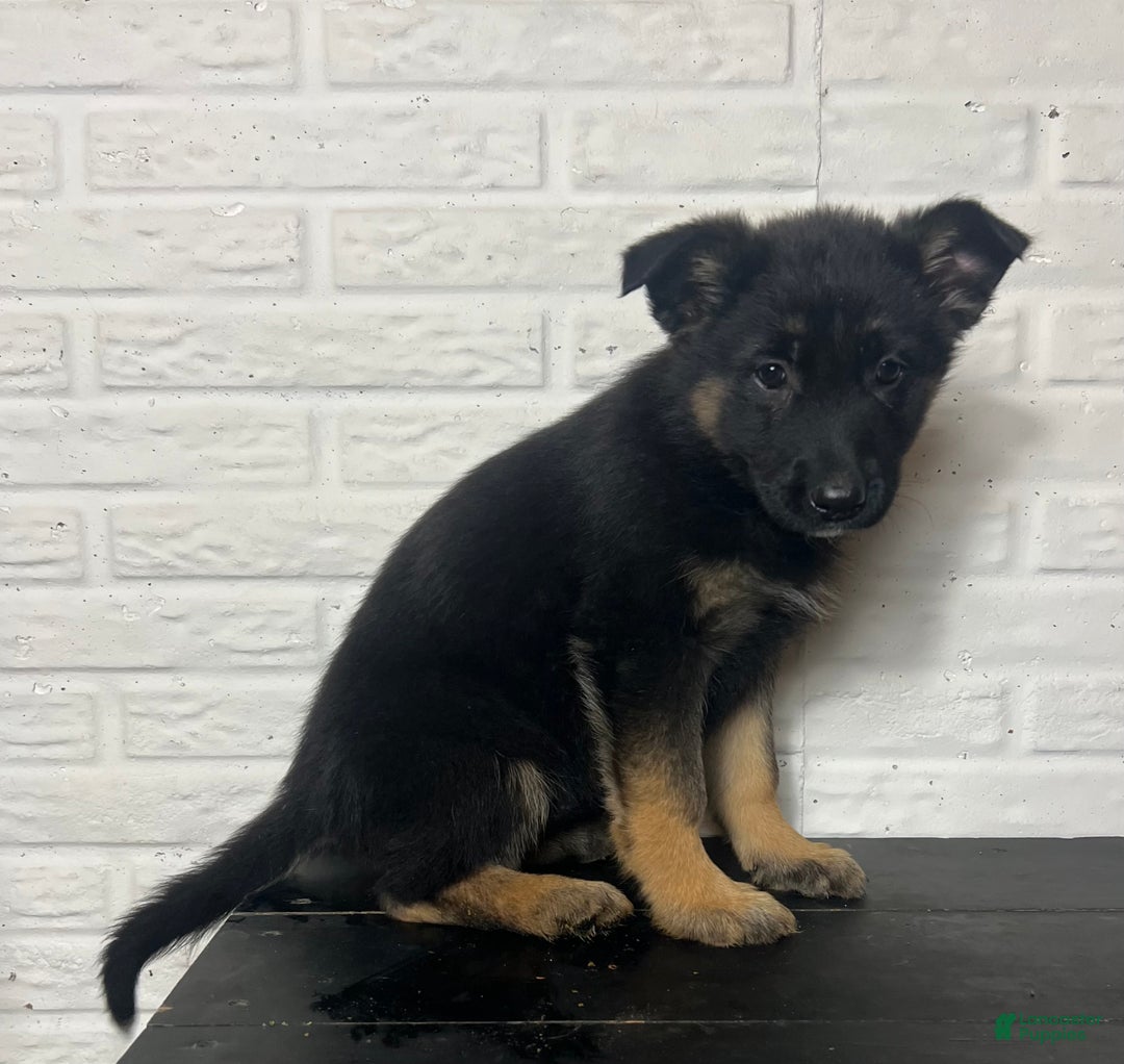German Shepherd dogs for sale: Dory - Ad 4