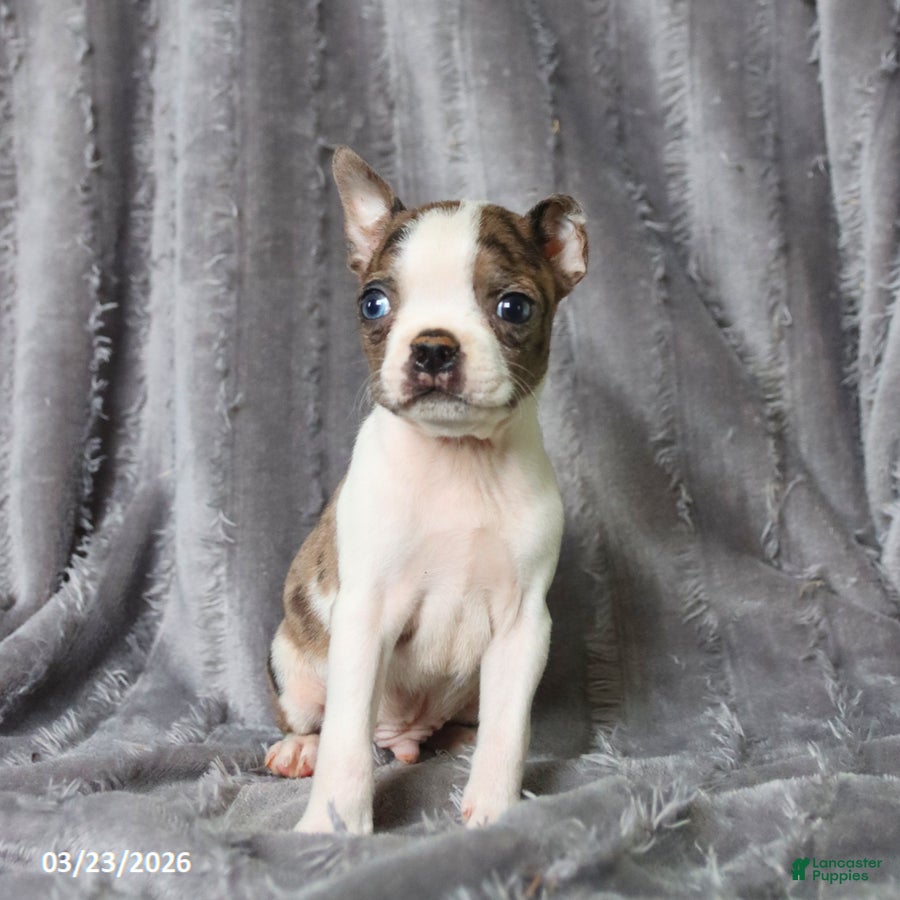 Boston Terrier dogs Rover - Ad 2