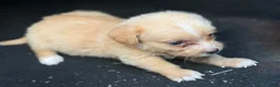 Chihuahua dogs for sale: Molly - Ad 2