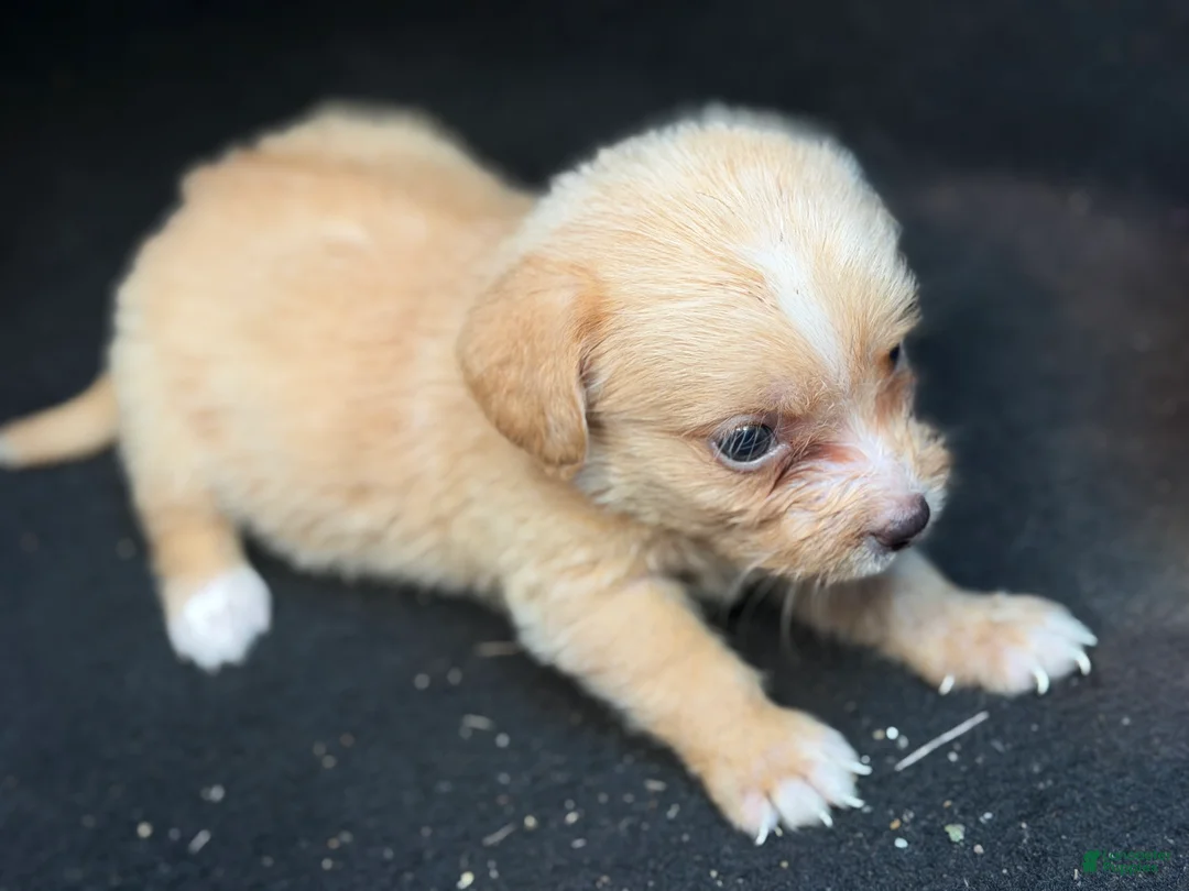 Chihuahua dogs for sale: Molly - Ad 2