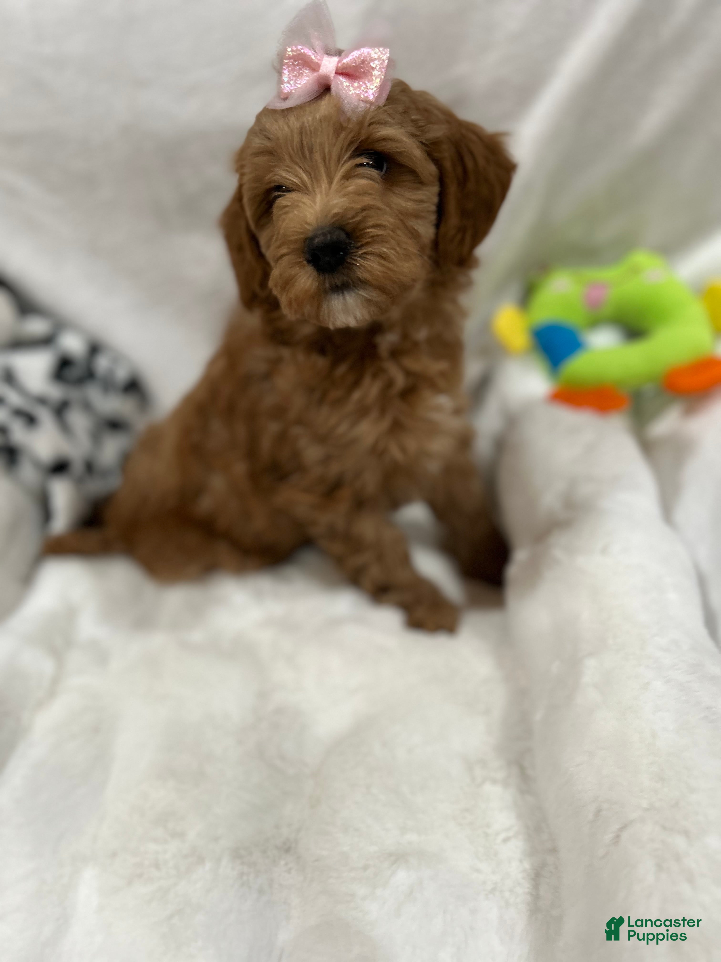 Mini Goldendoodle dogs Petite Lovely Mini Goldendoodle Puppy 5 - Ad 2