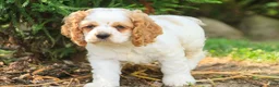Cocker Spaniel dogs for sale: Angus Cocker Spaniel  - Ad 4