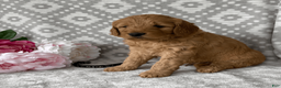 Goldendoodle dogs for sale: Aspen - Ad 3