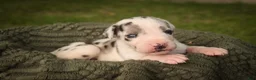 Great Dane dogs for sale: Blake Great Dane  - Ad 13