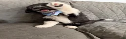 Mini Aussiedoodle dogs for sale: Mini Aussiedoodle 4 Taco - Ad 4