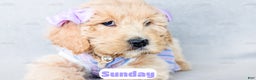 Goldendoodle dogs for sale: Sunday - Ad 4