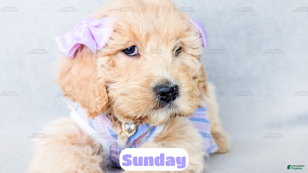 Goldendoodle dogs for sale: Sunday - Ad 4