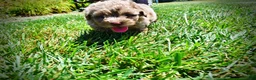 Havapoo dogs for sale: Innocent - Ad 18