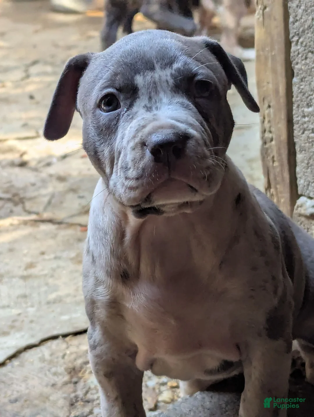 American Bully dogs for sale: Iris - Ad 2