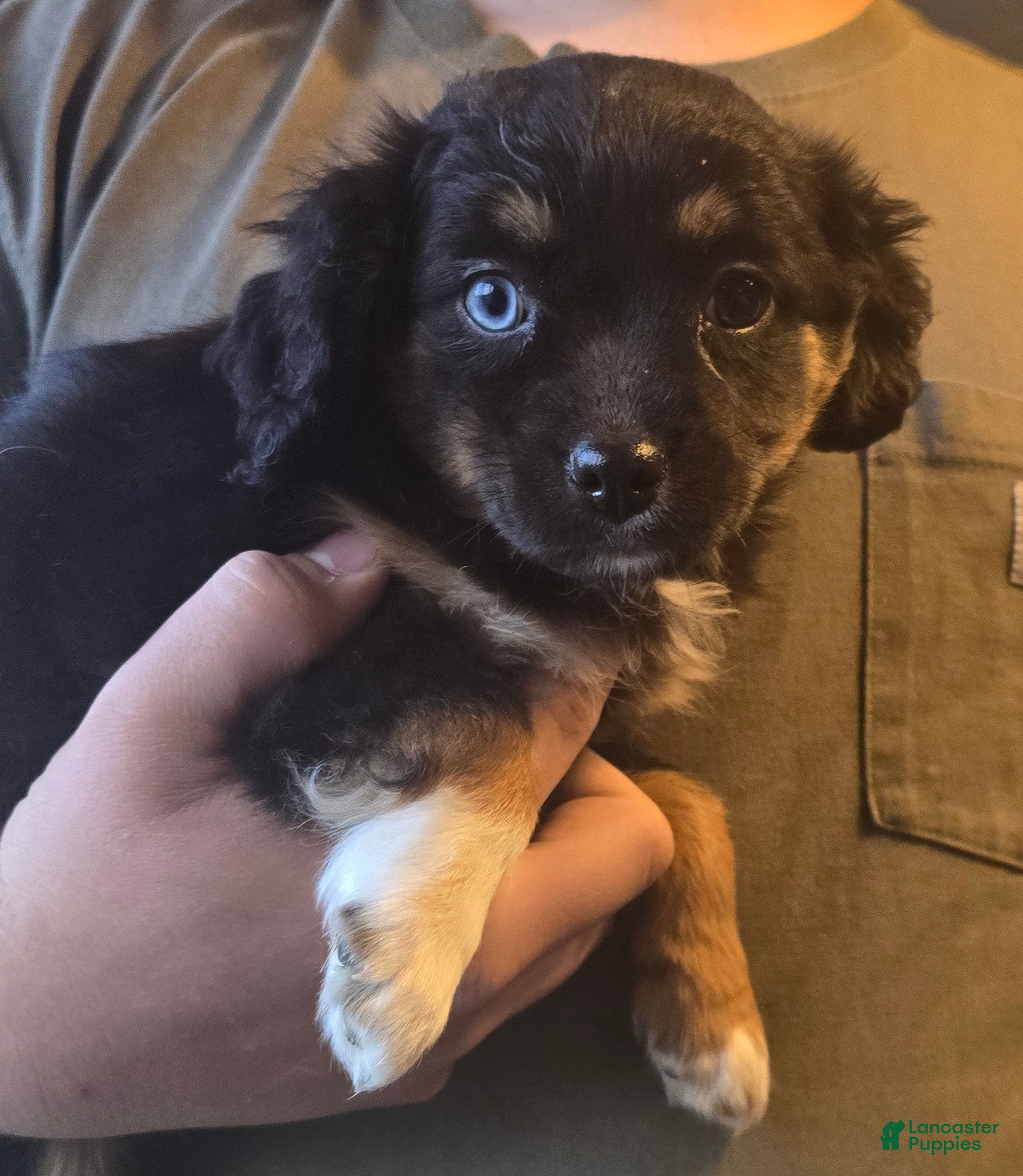 Mixed Breed dogs Aussalier Penny - Ad 1