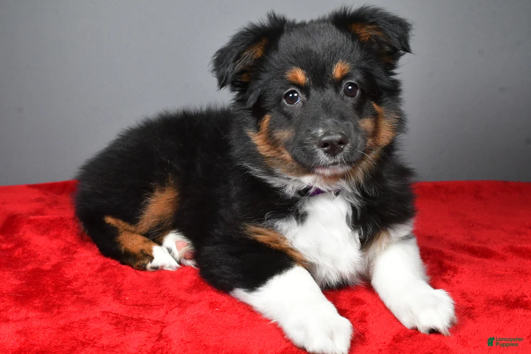 Miniature Australian Shepherd dogs for sale: Hope - Ad 1