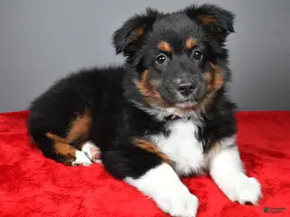 Miniature Australian Shepherd dogs for sale: Hope - Ad 2
