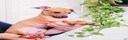 Italian Greyhound dogs for sale: Sebastian - Ad 4