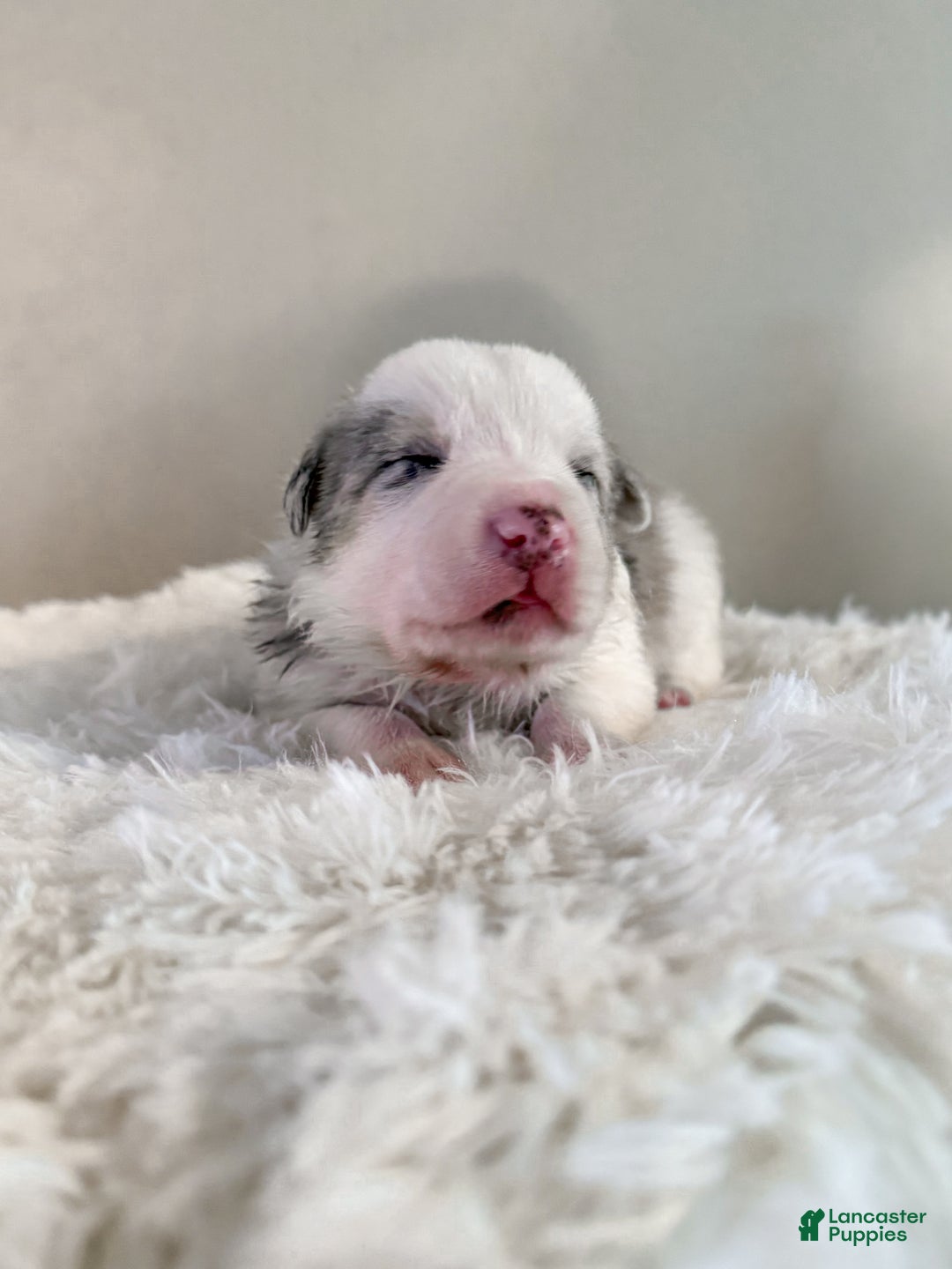 Border Collie dogs for sale: Ruger  - Ad 4