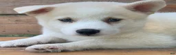 Alaskan Husky dogs for sale: Samson - Ad 3