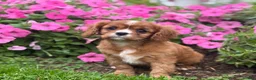Cavalier King Charles Spaniel dogs for sale: Bella - Ad 4