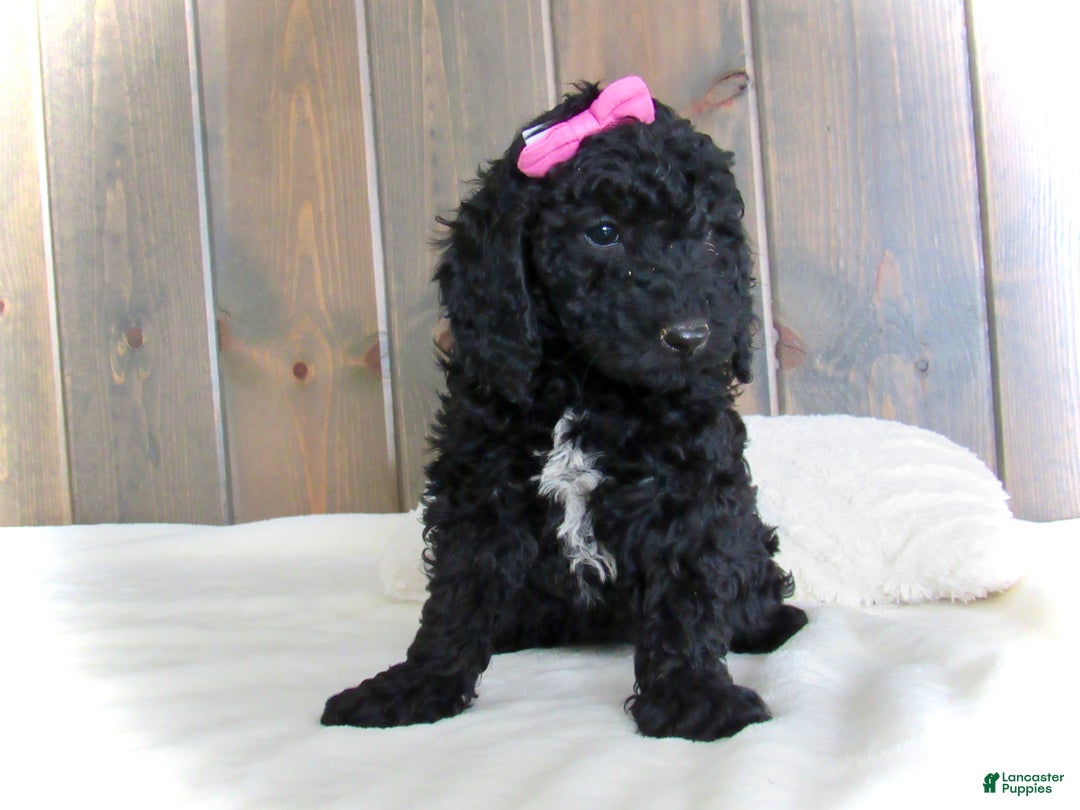 Mini Goldendoodle dogs for sale: Bella - Ad 23