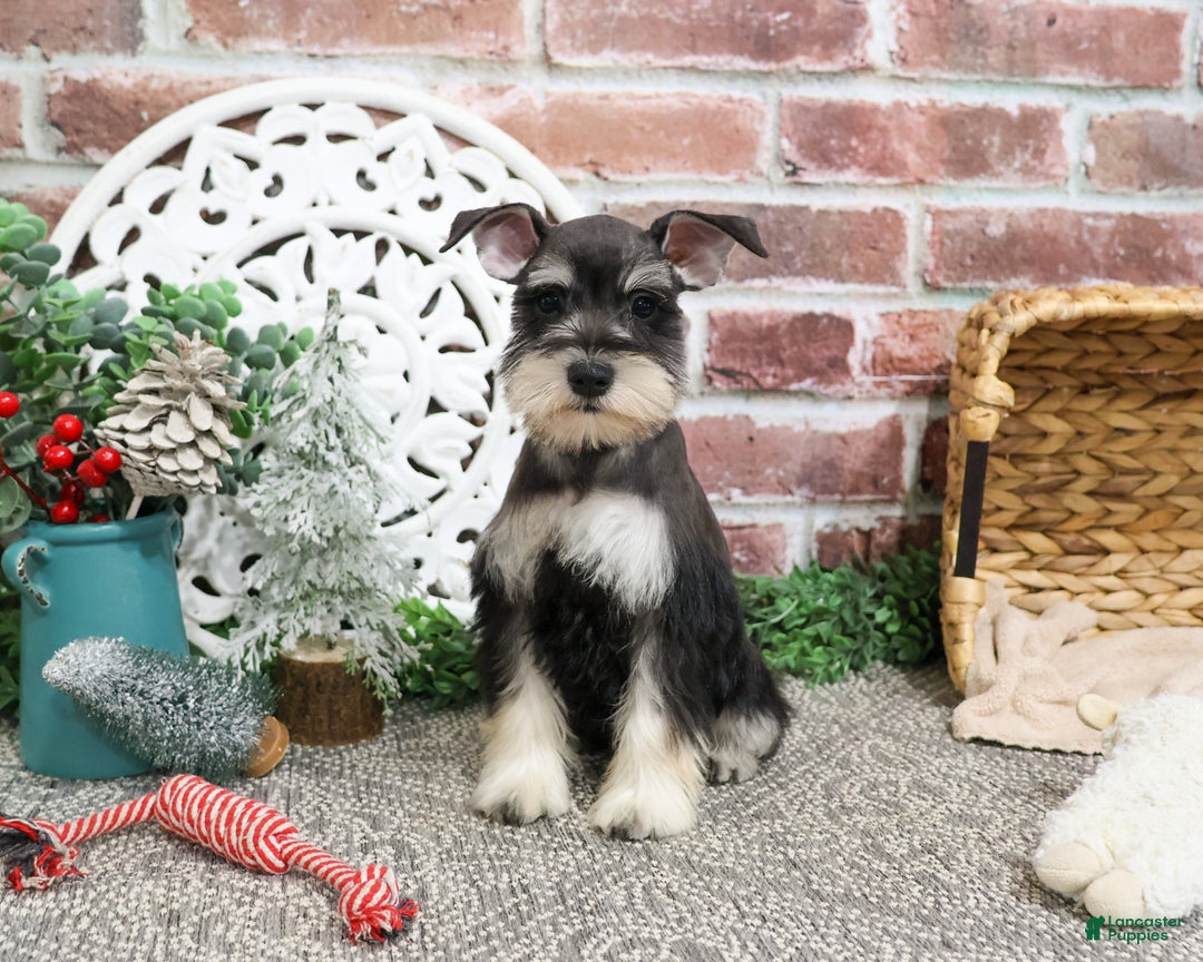 Miniature Schnauzer dogs for sale: Maureen  - Ad 4