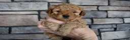 Mini Goldendoodle dogs for sale: Reed - Ad 5