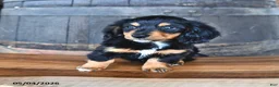 Miniature Dachshund dogs for sale: Dolly - Ad 3