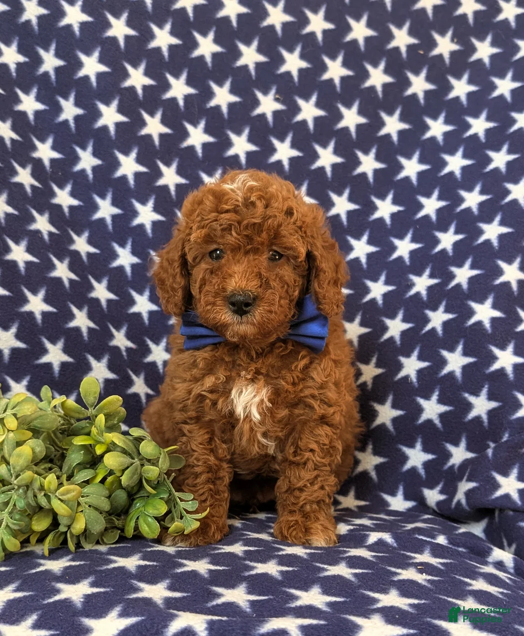 Miniature Poodle dogs for sale: Dalton 10 lbs Full Grown - Ad 4