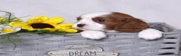 Cavalier King Charles Spaniel dogs for sale: Copper  - Ad 3