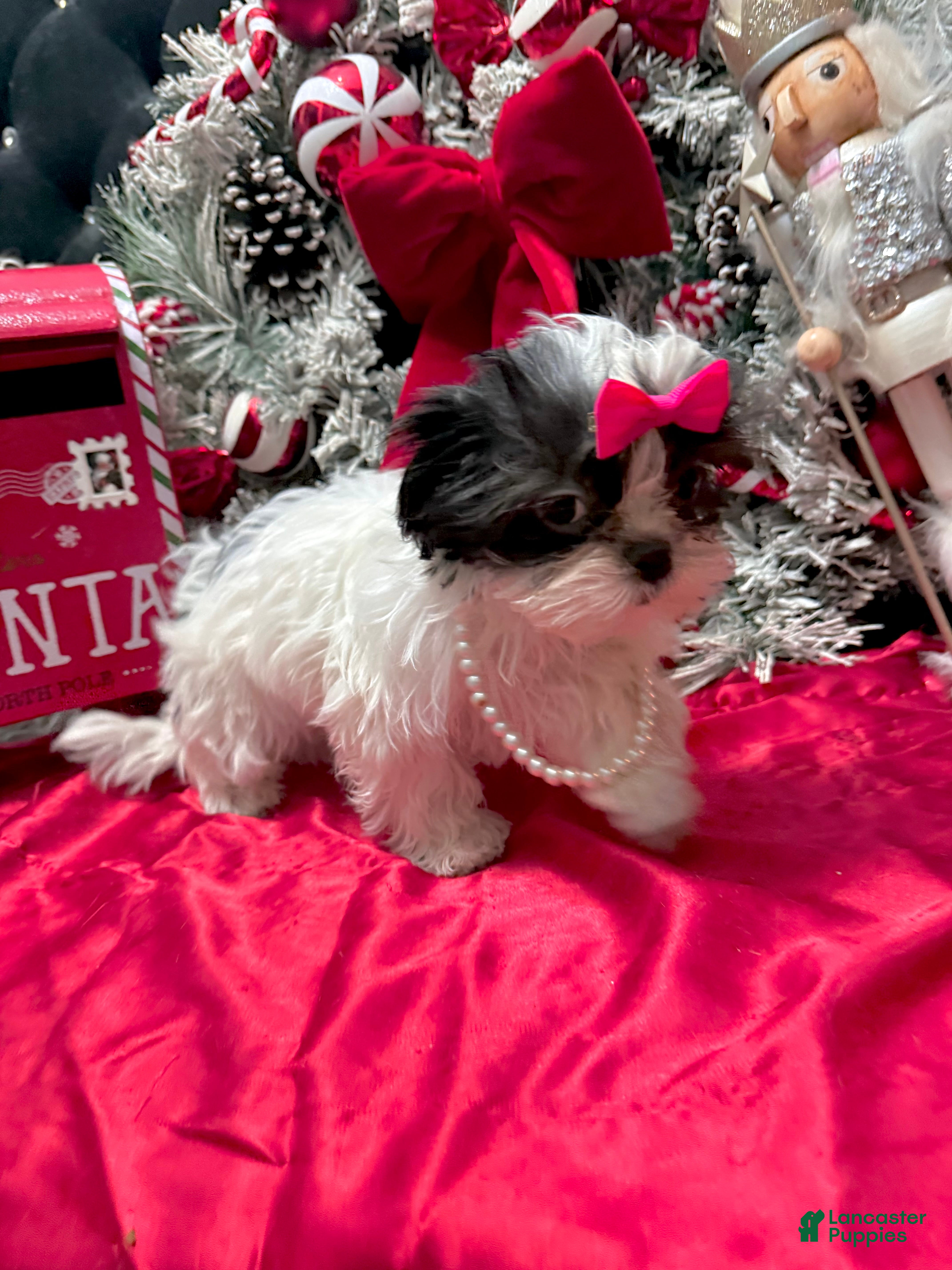 Shih Tzu dogs Judy - Ad 23