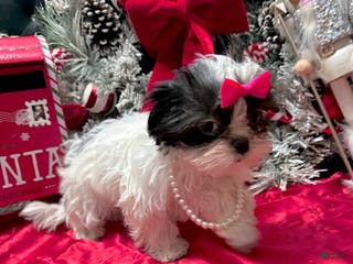 Shih Tzu dogs Judy - Ad 16