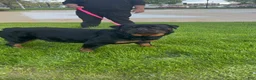 Rottweiler dogs for sale: Rottweiler Puppy 3 - Ad 5