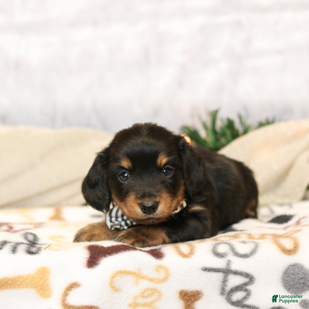 Miniature Dachshund dogs for sale: Ivy  - Ad 2