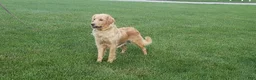 Mini Goldendoodle dogs for sale: Liam - Ad 7
