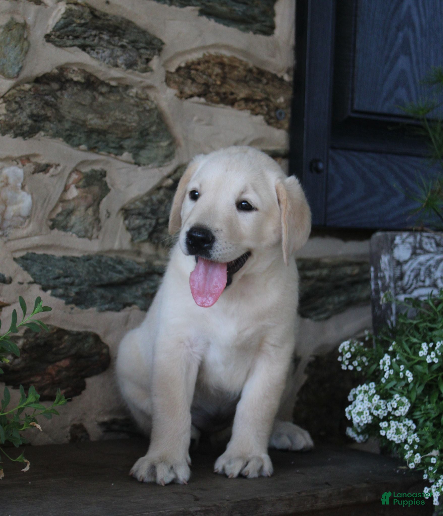 Labrador Retriever dogs for sale: Dreamer - Ad 2