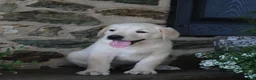 Labrador Retriever dogs for sale: Dreamer - Ad 1