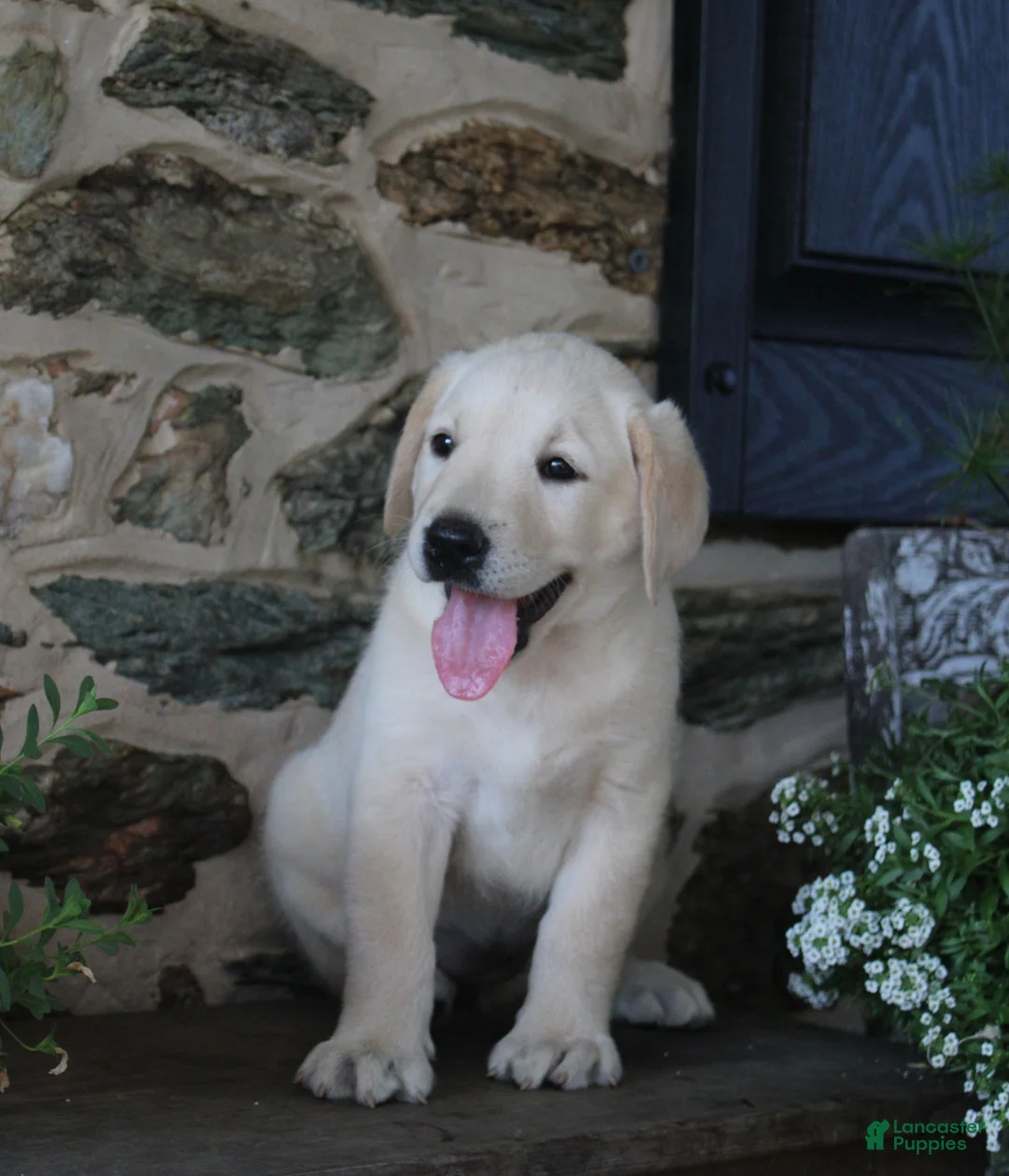 Labrador Retriever dogs for sale: Dreamer - Ad 1