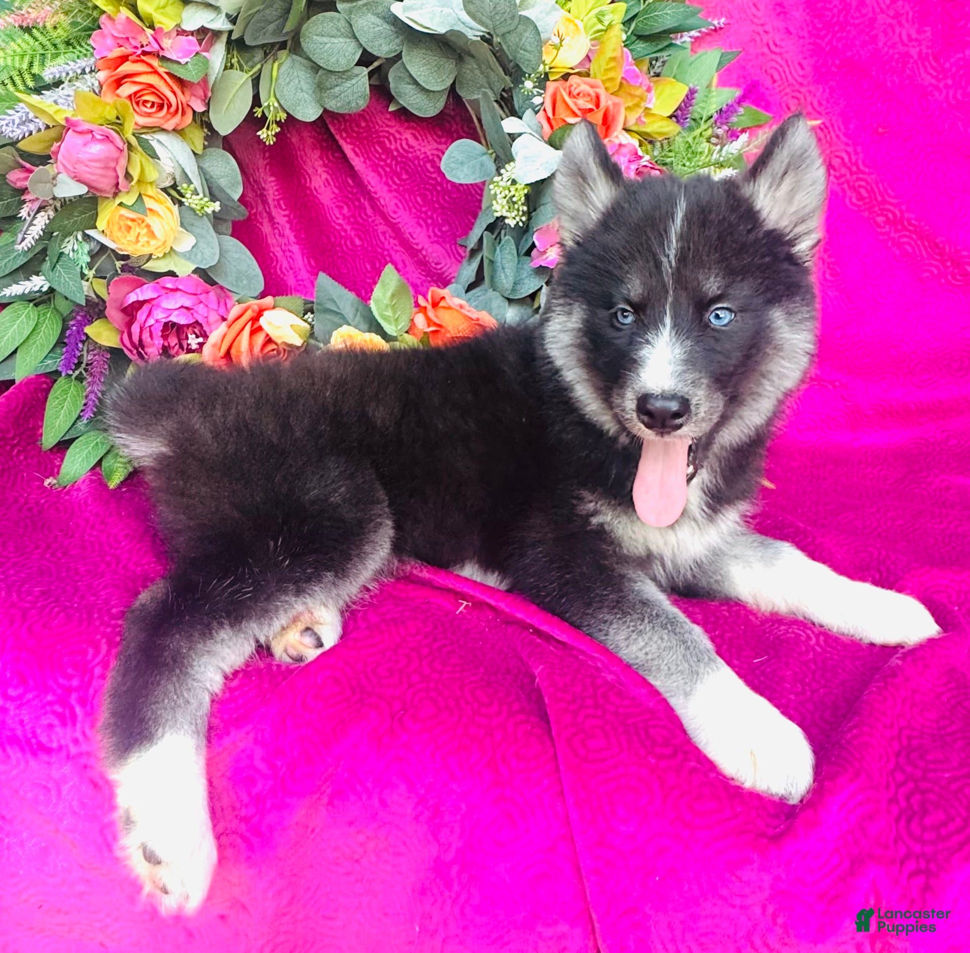 Siberian Husky dogs Kallie  - Ad 1